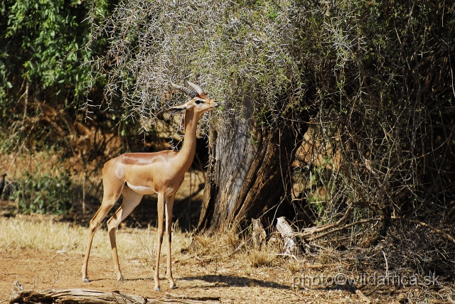 _DSC560416.JPG - Gerenuk (Litocranius walleri)