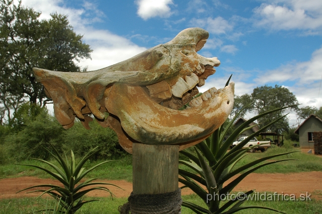 DSC_0152.JPG - Black rhino skull at the main gate of the park.