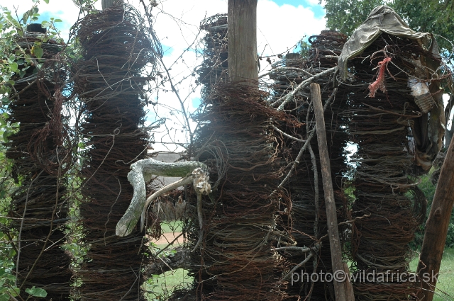 DSC_0156.JPG - Poacher's snares.