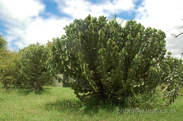 DSC_0158.JPG - Euphorbia sp.