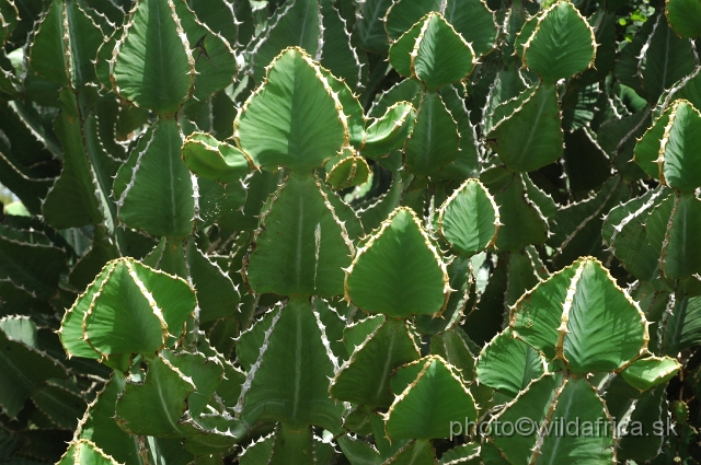 DSC_0159.JPG - Euphorbia sp.