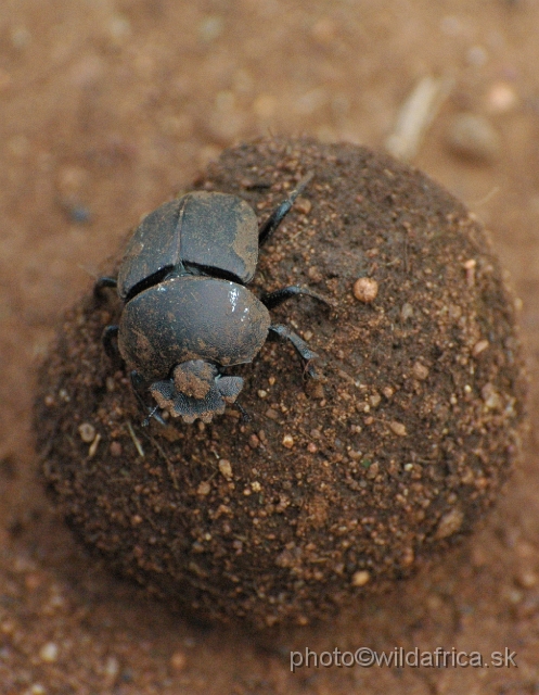 DSC_0236.JPG - Scarabeid beetle with typical ball.
