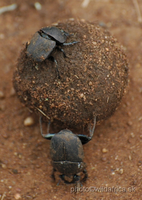 DSC_0237.JPG - Scarabeid beetles with typical ball.
