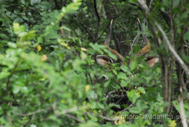 _DSC1521.JPG - Lowland nyala male in the bush.