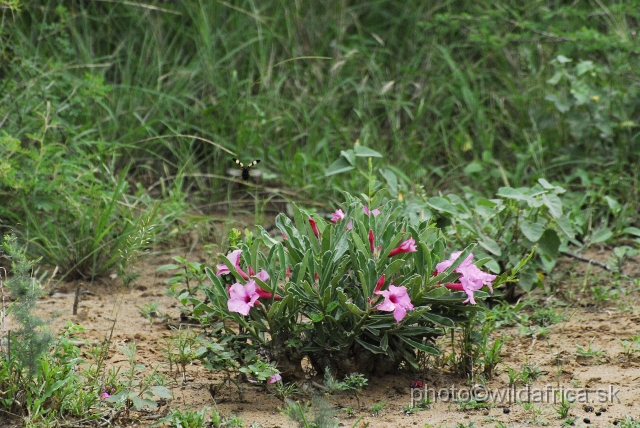 _DSC1525.JPG - Flowers of Hlane.