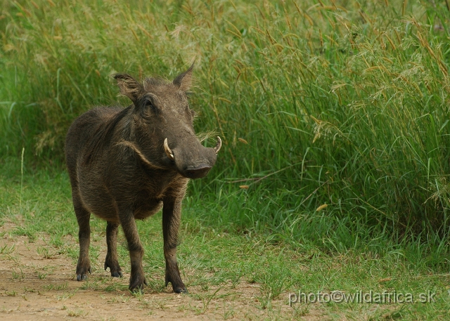 DSC_0721.JPG - The warthog near Memorial gate.