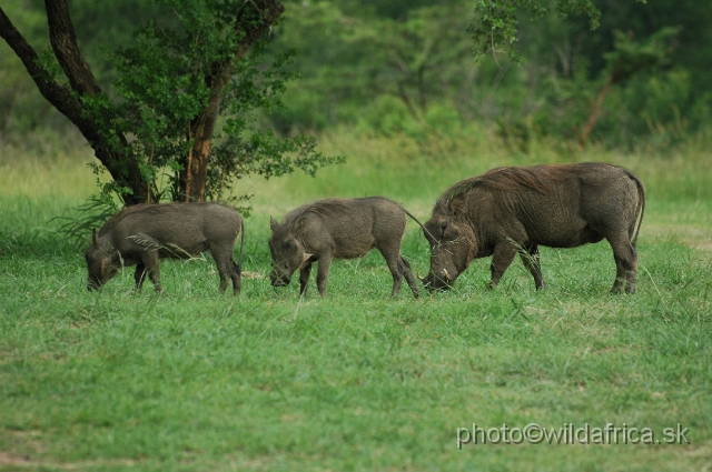 DSC_0723.JPG - The warthogs near Memorial gate.