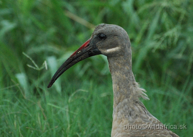 DSC_0801.JPG - Hadada Ibis (Bostrychia hagedash)