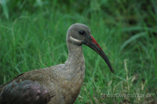 DSC_0805.JPG - Hadada Ibis (Bostrychia hagedash)