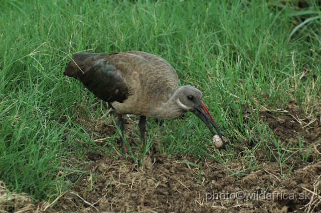 DSC_0806.JPG - Hadada Ibis (Bostrychia hagedash)