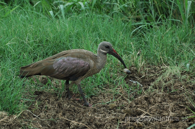 DSC_0811.JPG - Hadada Ibis (Bostrychia hagedash)