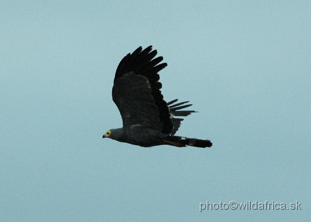 DSC_0814.JPG - African Harrier Hawk (Polyboroides typus)