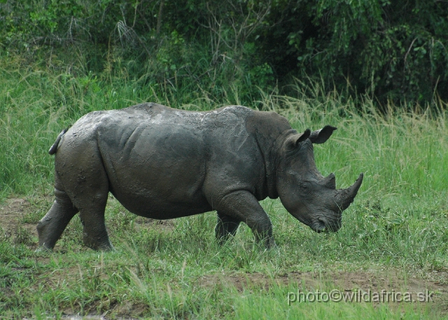 DSC_0827.JPG - White Rhino (Ceratotherium simum simum)