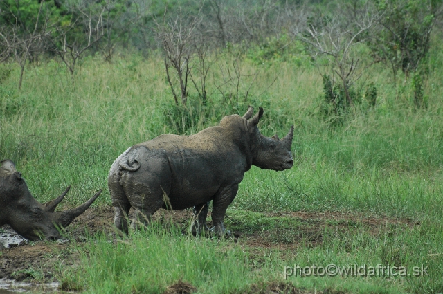 DSC_0846.JPG - White Rhino (Ceratotherium simum simum)