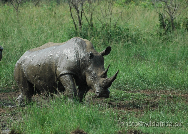 DSC_0855.JPG - White Rhino (Ceratotherium simum simum)