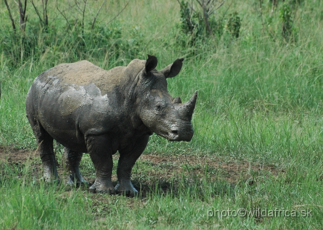 DSC_0860.JPG - White Rhino was saved right here.