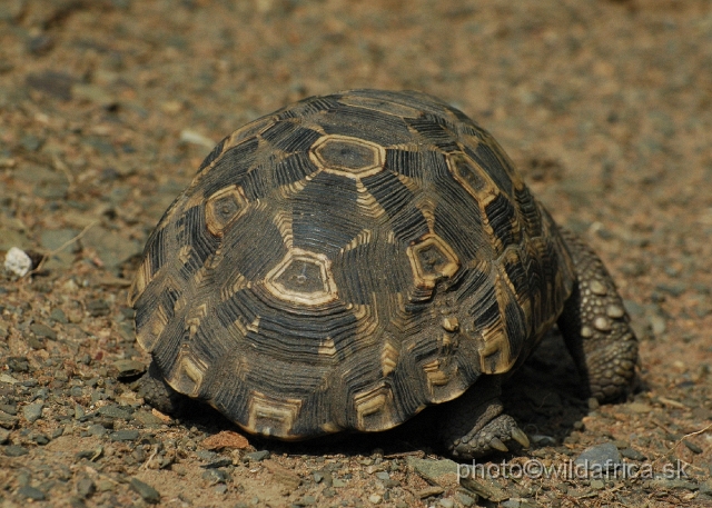 DSC_0894.JPG - Bell's hinged tortoise (Kinixys belliana)