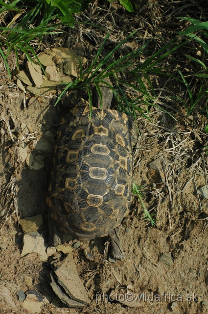 DSC_0895.JPG - Bell's hinged tortoise (Kinixys belliana)