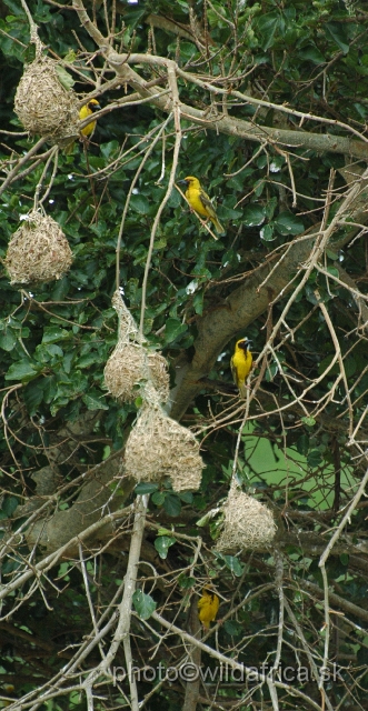 DSC_0912.JPG - Village Weaver (Ploceus cucullatus)