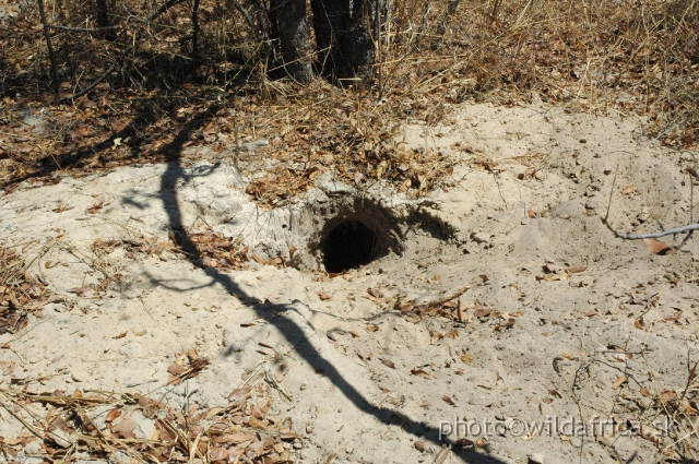 DSC_1761.JPG - Aardvark hole