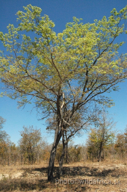 DSC_1766.JPG - Landscape of Hwange area