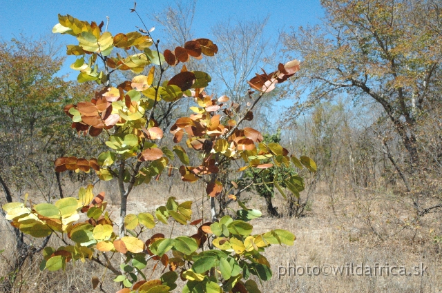 DSC_1774.JPG - Bush vegetation