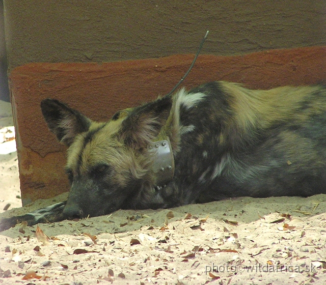 P1010166.JPG - Telemetry collar is used for the research of the wild dogs.