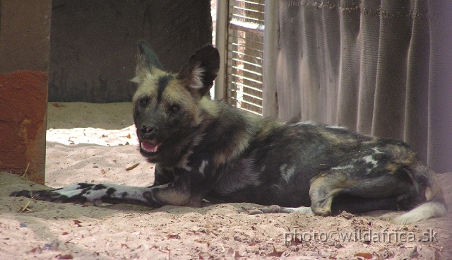 P1010167.JPG - African Wild Dog (Lycaon pictus)