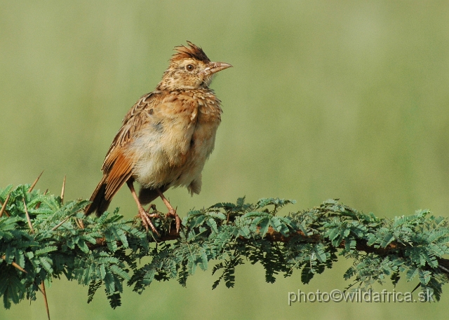 DSC_0814.JPG - Rufous-naped Lark (Mirafra africana)