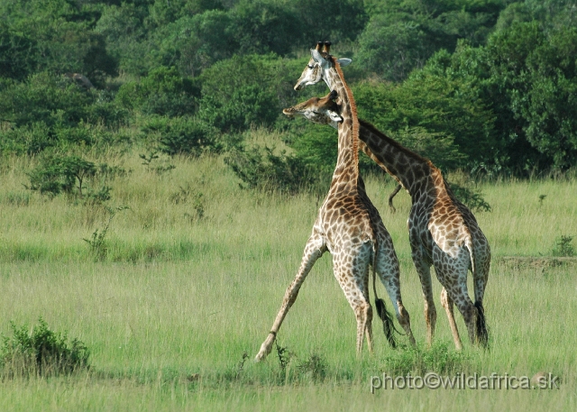 DSC_0847.JPG - Southern Giraffes, Nghubhu loop