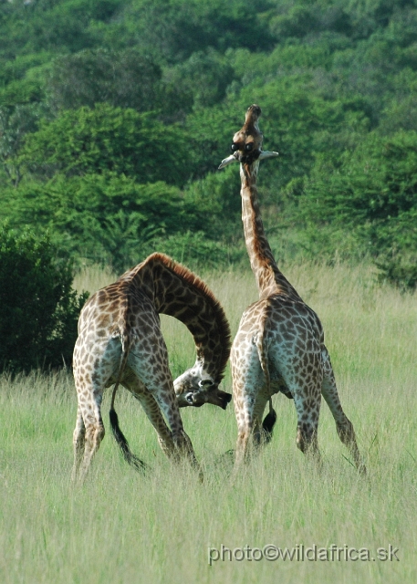 DSC_0874.JPG - Southern Giraffes, Nghubhu loop