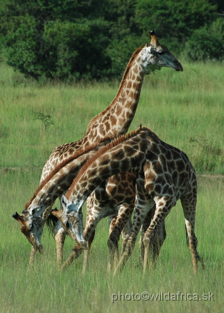 DSC_0890.JPG - Southern Giraffes, Nghubhu loop