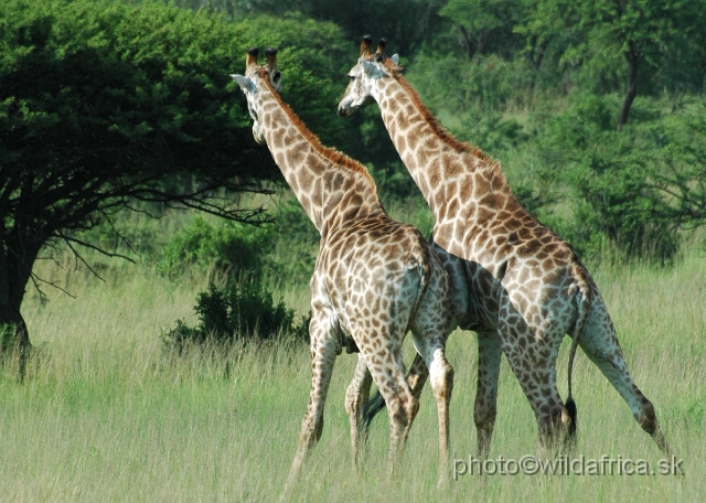 DSC_0913.JPG - Southern Giraffes, Nghubhu loop