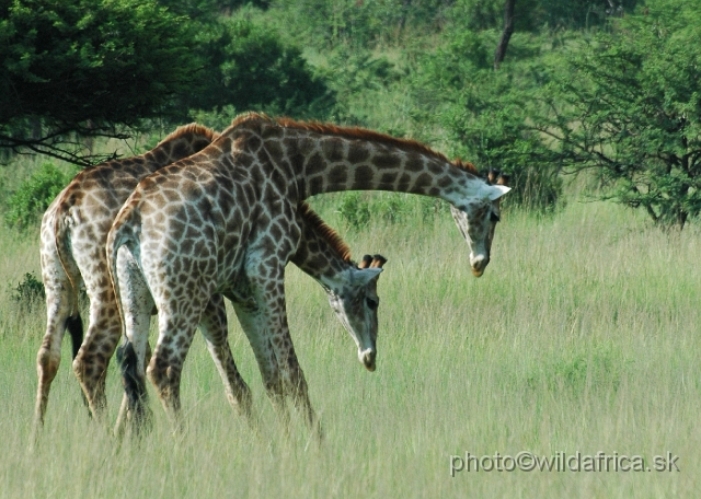 DSC_0919.JPG - Southern Giraffes, Nghubhu loop