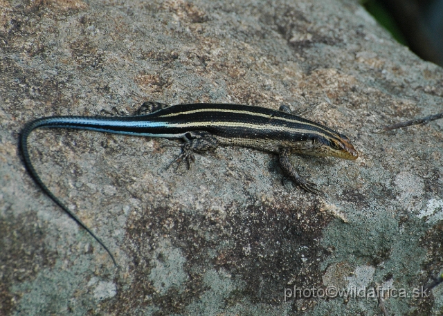 DSC_0977.JPG - Trachylepis sp.