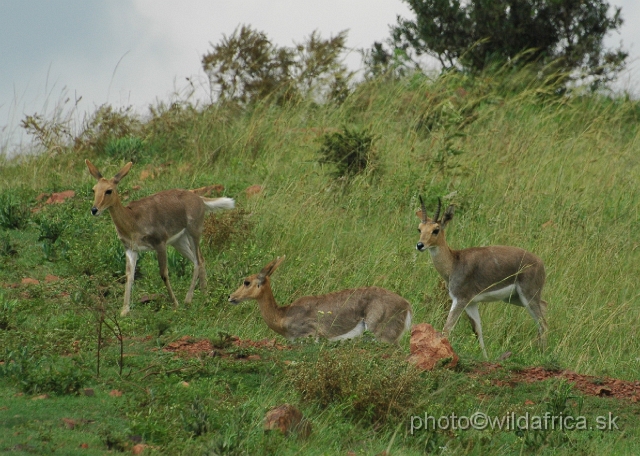 DSC_1028.JPG - Mountain reedbucks (Redunca fulvorufula)