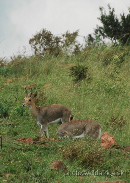 DSC_1029.JPG - Mountain reedbucks (Redunca fulvorufula)