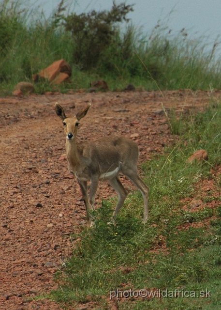 DSC_1032.JPG - Mountain reedbuck (Redunca fulvorufula)