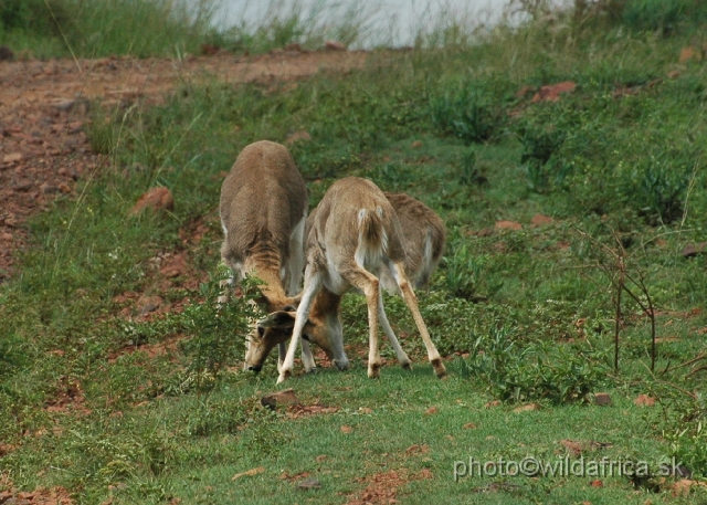 DSC_1035.JPG - Mountain reedbucks (Redunca fulvorufula)