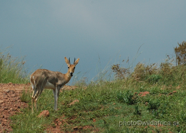 DSC_1049.JPG - Mountain reedbuck (Redunca fulvorufula)