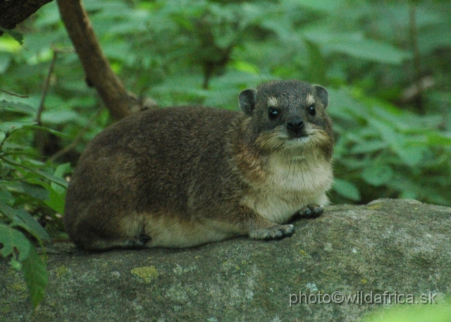 DSC_1143.JPG - Rock Dassie (Procavia capensis) in Tschondwe camp park.