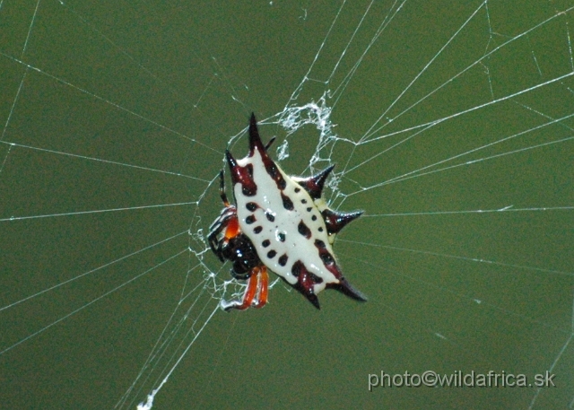 DSC_1145.JPG - Spider diversity is enormous.