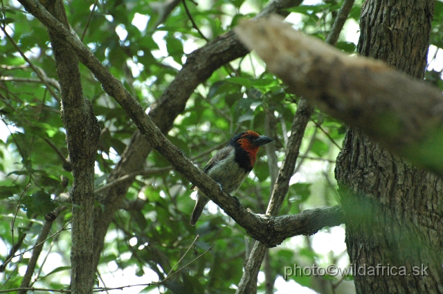 DSC_1153.JPG - Black-collared Barbet (Lybius torquatus)