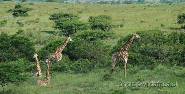 DSC_1154.JPG - Southern Giraffes, Nghubhu loop