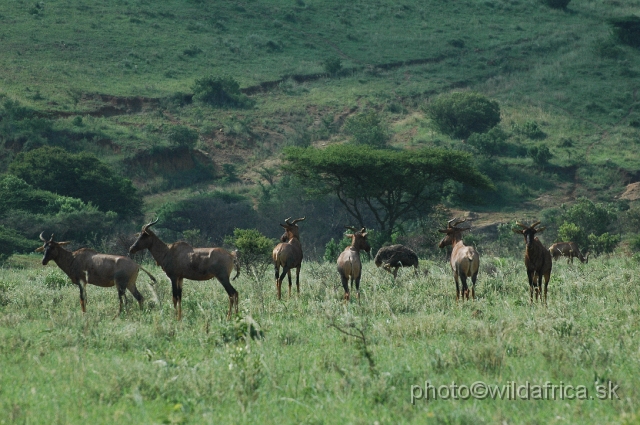 DSC_1212.JPG - Tsessebe herd near Mvunyane Gate