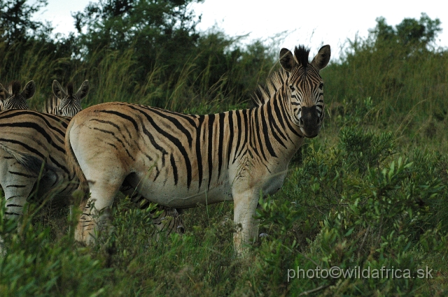 DSC_1273.JPG - This stallion is looking as a typical Kwa-Zulu Natal zebra or true Burchell's zebra.