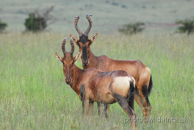 _DSC2961.JPG - Red Hartebeests (Alcelaphus buselaphus caama)