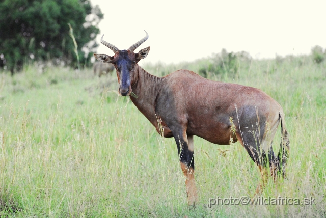 _DSC2972.JPG - We tried to find one tsessebe in famous Kruger, no success.