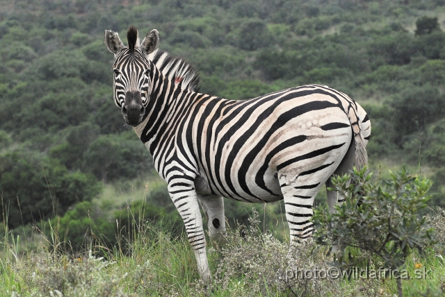 _DSC2980.JPG - The zebras of Ithala seemed to me as an hybrid between Kruger and Kwa-Zulu Natal zebras.