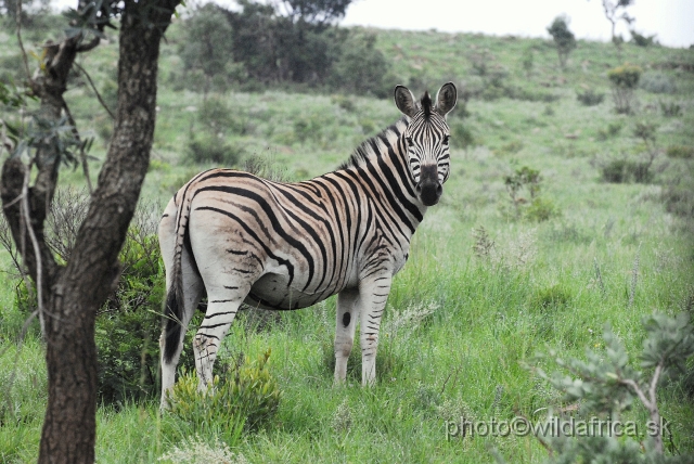 _DSC2984.JPG - The zebras of Ithala seemed to me as an hybrid between Kruger and Kwa-Zulu Natal zebras.